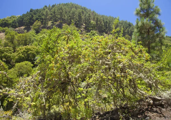 Gran Canaria,  July — ストック写真