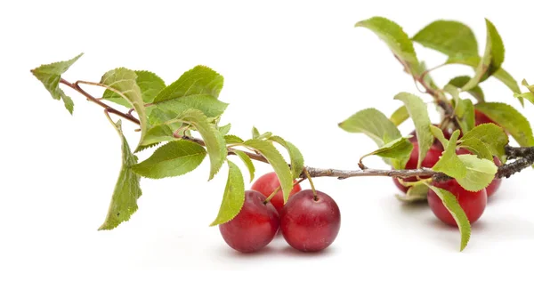 Ciruelas rojas pequeñas en las ramas — Foto de Stock