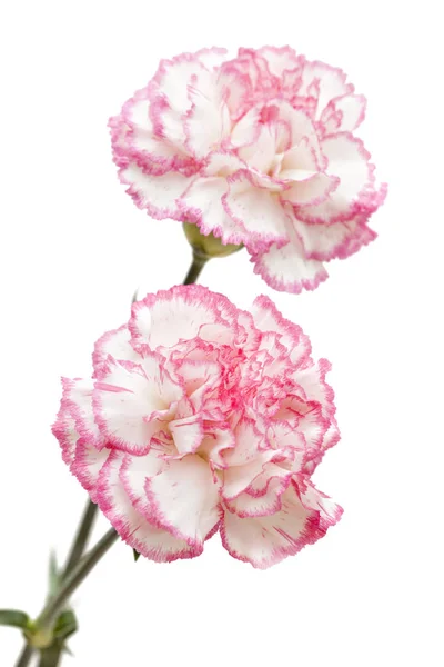 Pretty pink carnation isolated — Stock Photo, Image