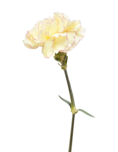 Pretty pink  and yellow carnation isolated — Stock Photo, Image