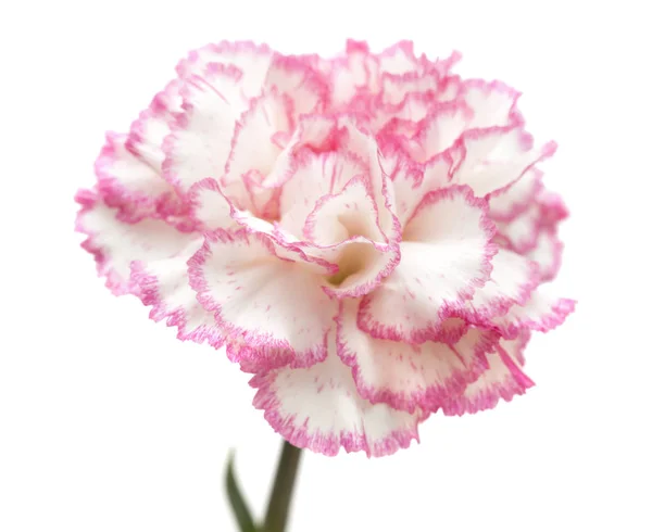 Ziemlich rosa Nelke isoliert — Stockfoto