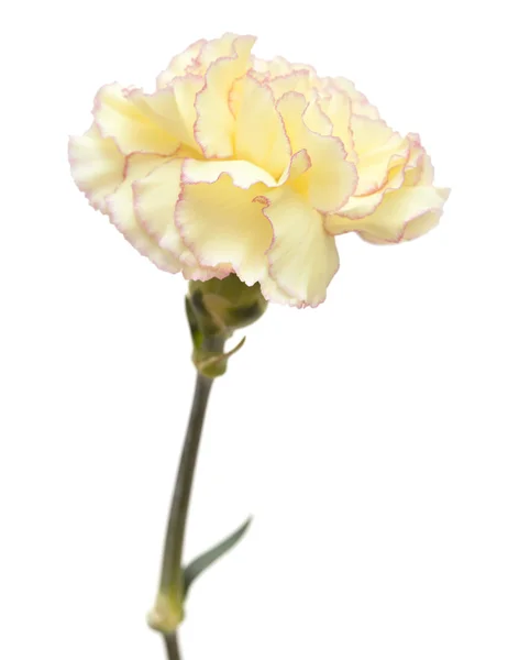 Pretty pink  and yellow carnation isolated — Stock Photo, Image