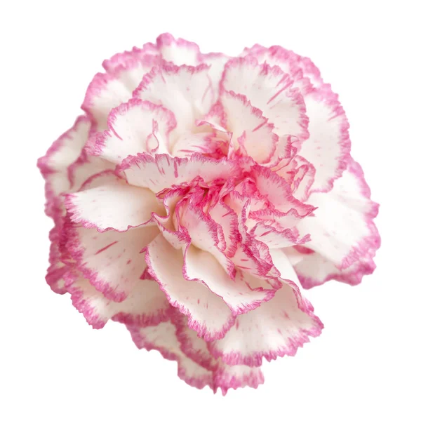 Anyelir pink cantik terisolasi — Stok Foto