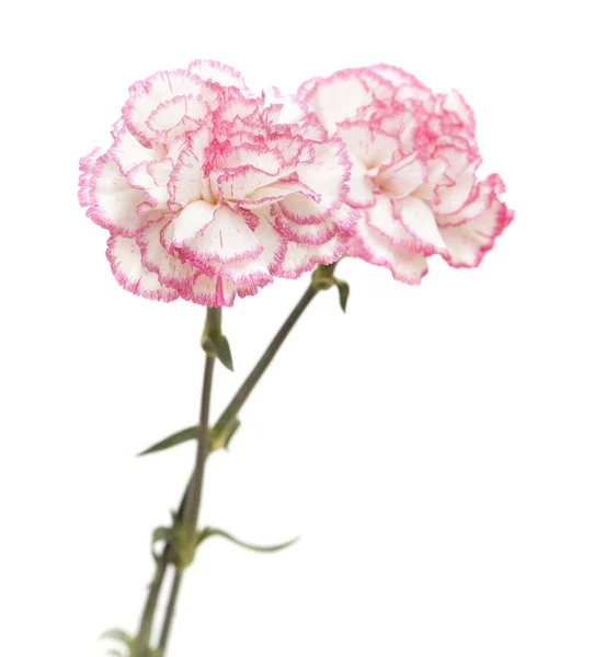 Pretty pink carnation isolated — Stock Photo, Image