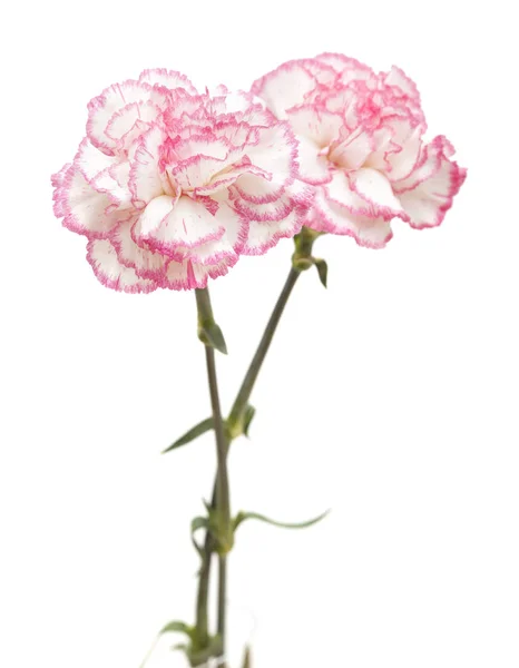 Pretty pink carnation isolated — Stock Photo, Image