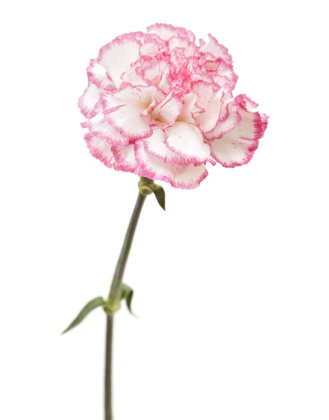 Pretty pink carnation isolated — Stock Photo, Image