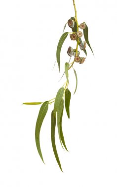 Eucalyptus globulus şube meyve ile