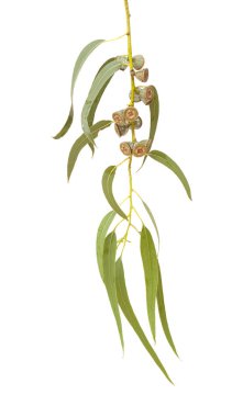 Eucalyptus globulus şube meyve ile