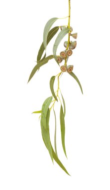 Eucalyptus globulus şube meyve ile