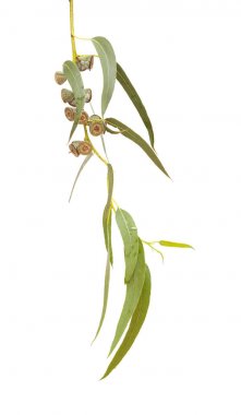 Eucalyptus globulus şube meyve ile