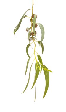 Eucalyptus globulus şube meyve ile