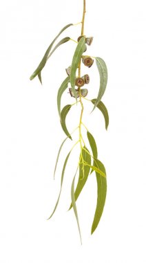 Eucalyptus globulus şube meyve ile