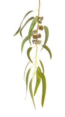 Eucalyptus globulus şube meyve ile 