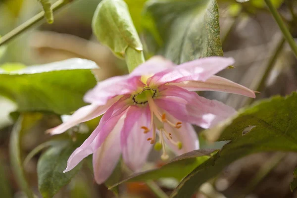 Pink Passiflora tarminiana flower — Stock Photo, Image