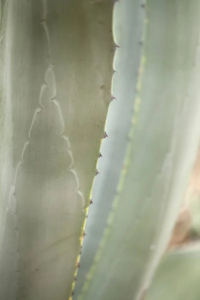 Agave americana listy — Stock fotografie