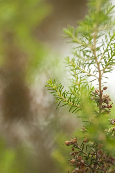 Flora di Gran Canaria - Erica arborea — Foto Stock