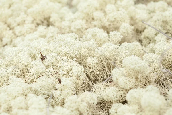 Renna lichene sfondo — Foto Stock