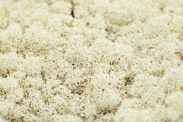 Ren geyiği arka plan liken