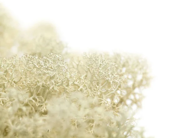 Lichen de renne isolé sur blanc — Photo