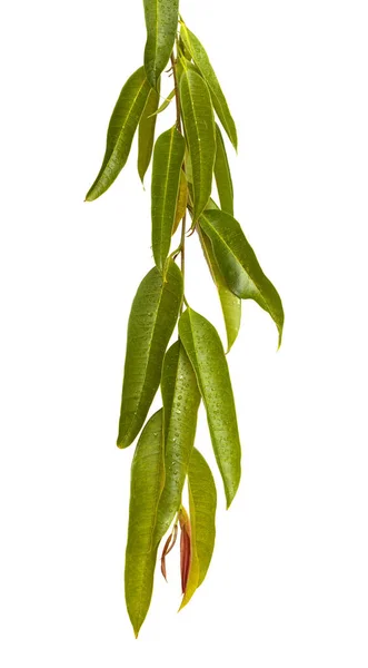 Ficus alii branches isolated — Stock Photo, Image