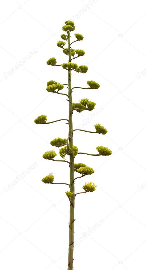 flowering  Agave americana