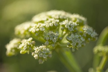 Crithmum maritimum, kaya samphire