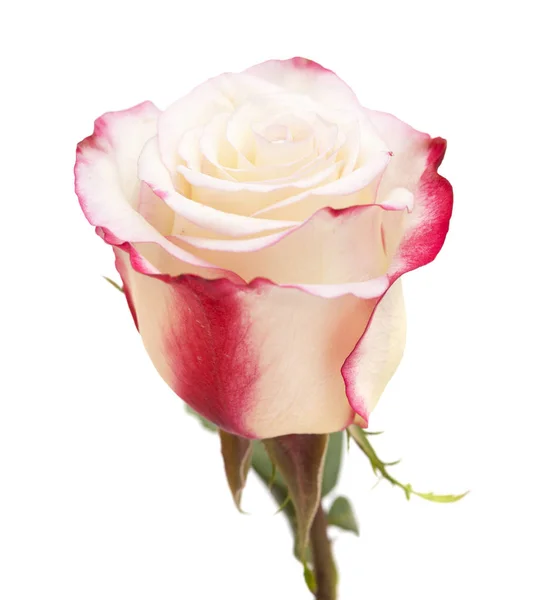 Creme und rosa Rose — Stockfoto