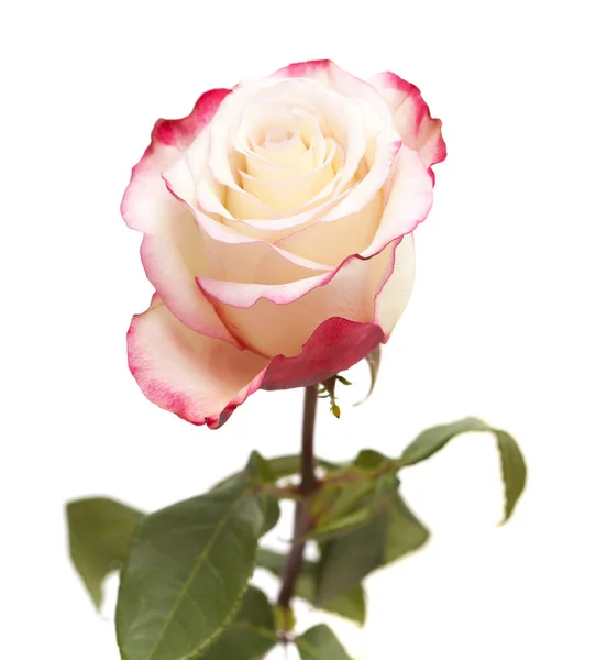 Rosa crema e rosa — Foto Stock