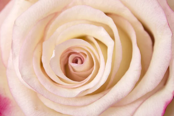Cream and pink rose — Stock Photo, Image
