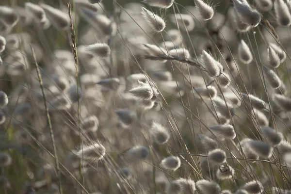 Stříbřitá suché trávy — Stock fotografie