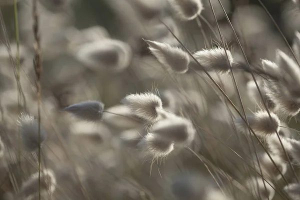 Сухі трави сріблястий — стокове фото