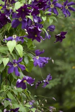 kafes üzerinde koyu mavi akasma