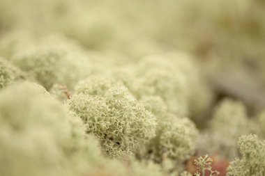 Doğal makro arka plan