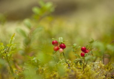 yiyecek bacground yenilebilir çilek ile