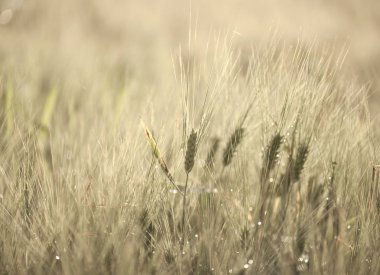 arpa makro olgunlaşma