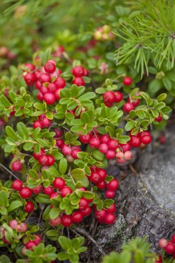 yiyecek bacground yenilebilir çilek ile