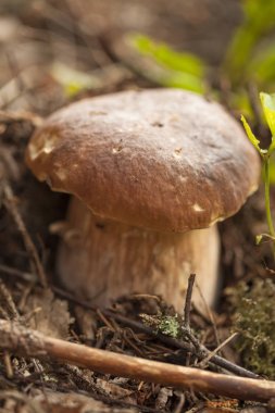 yiyecek bacground yenilebilir mantar ile