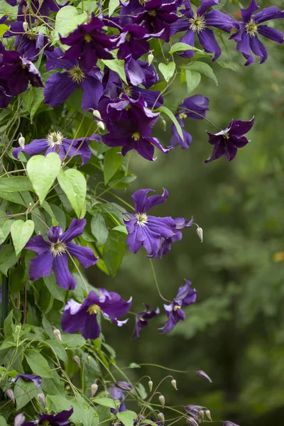 kafes üzerinde koyu mavi akasma