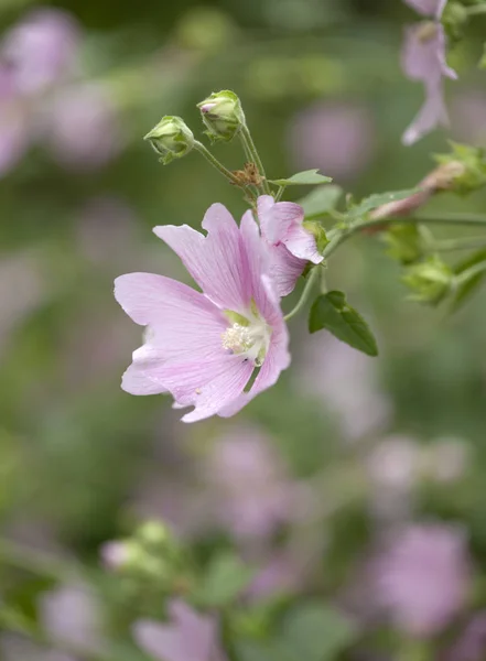 Pink Lavatera flowers — Stock Photo, Image