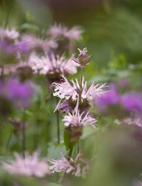 Kvetoucí růžové Monarda — Stock fotografie