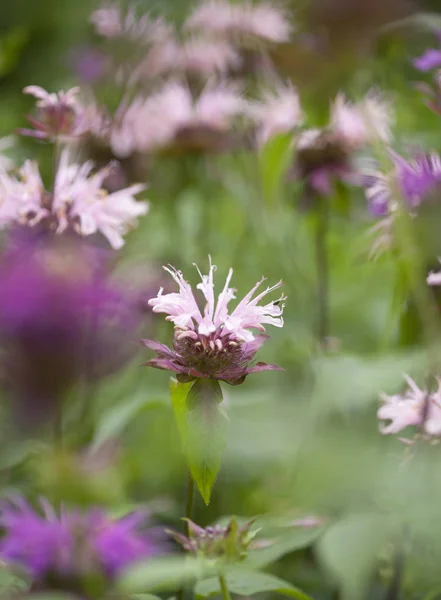 Kvetoucí růžové Monarda — Stock fotografie