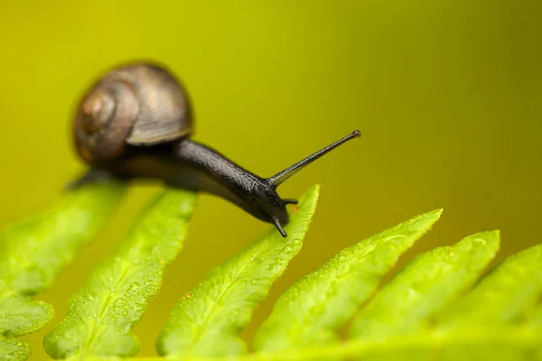 Natural macro summery background — Stock Photo, Image