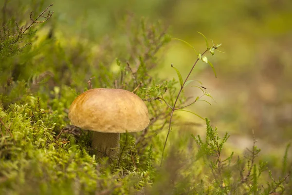 Foraging bacground with edible mushrooms — Stock Photo, Image