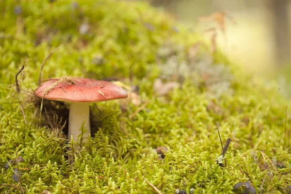 Foraggiamento bacino con funghi commestibili — Foto Stock