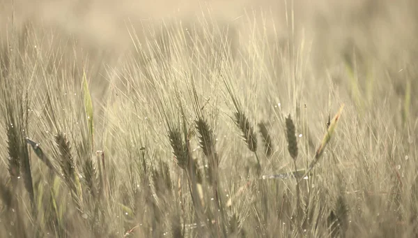 Rijping van gerst macro — Stockfoto