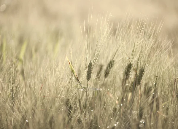 arpa makro olgunlaşma