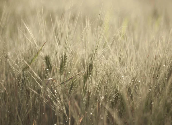 arpa makro olgunlaşma 
