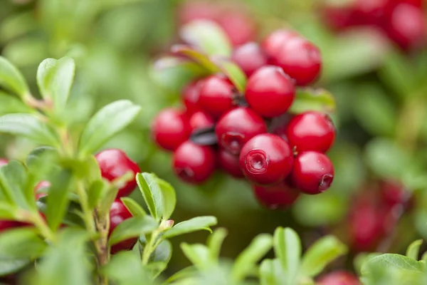 Foraging bacground with edible berries — Stock Photo, Image