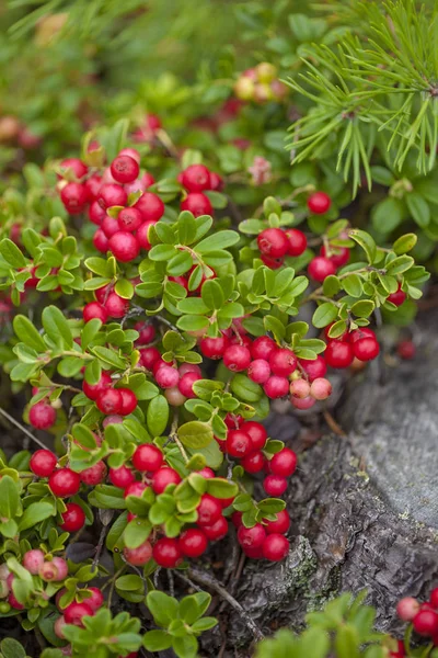 yiyecek bacground yenilebilir çilek ile