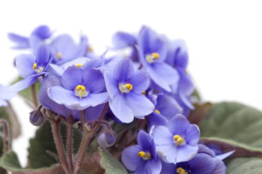 hafif mavi african violet